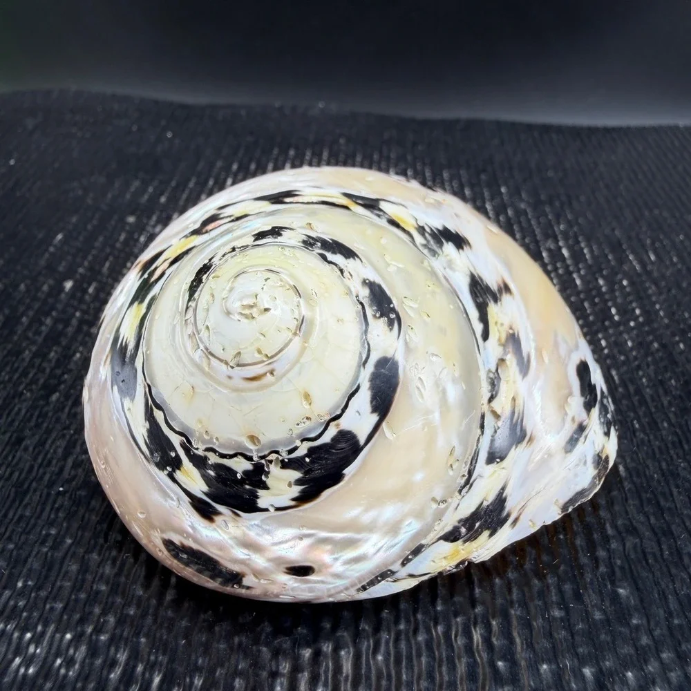 Polished Turbo Marmoratus Sea Shell Pearlescent Green Turban Mother of Pearl 3